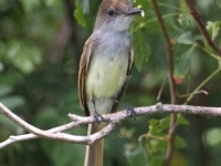 A10A3086Ash-throated_Flycatcher