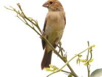 A10A3148Female_Ruddy-breasted_Seedeater