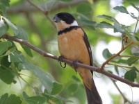 A10A3176Cinnamon-rumped_Seedeater