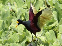 A10A3248Northern_Jacana