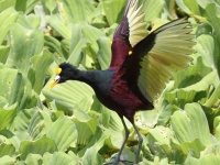 A10A3252Northern_Jacana