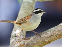 A10A3387Stripe-headed_Sparrow