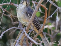 A10A3491Cinnamon-bellied_Saltator