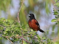 A10A3548Orchard_Oriole