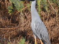 A10A3561Yellow-crowned_Night-heron