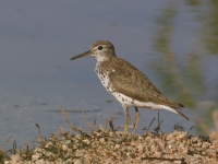 A10A3563Spotted_Sandpiper