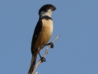 A10A3605Cinnamon-rumped_Seedeater