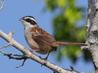 A10A3621Stripe-headed_Sparrow