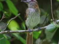 A10A3892Bright-rumped_Attila