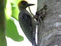 A10A3910Golden-checked_Woodpecker