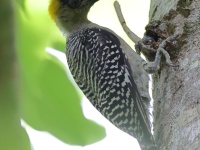 A10A3915Golden-checked_Woodpecker