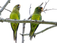 A10A4044Orange-fronted_Parakeets