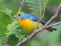 A10A4087Orange-breasted_Bunting