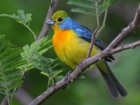 A10A4091Orange-breasted_Bunting