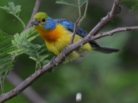 A10A4094Orange-breasted_Bunting