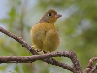 A10A4137Female_Orange-breasted_Bunting