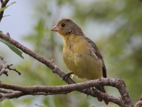 A10A4142Female_Orange-breasted_Bunting