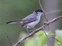 A10A4156Black-capped_Gnatcatcher