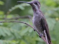 A10A4201Plain-capped_Starthroat