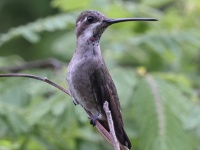 A10A4206Plain-capped_Starthroat