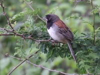 A10A4268Black-chested_Sparrow