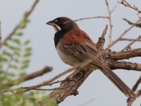 A10A4282Black-chested_Sparrow