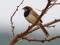 A10A4342Black-chested_Sparrow-topaz-denoise-enhance-1.9x-sharpen