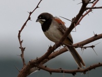 A10A4349Black-chested_Sparrow