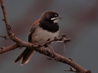 A10A4358Black-chested_Sparrow