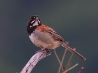 A10A4370Black-chested_Sparrow-topaz-denoise-enhance-2.3x-sharpen