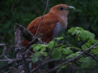 A10A4416Squirrel_Cuckoo