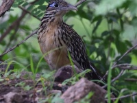 A10A4453Lesser_Roadrunner