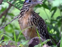 A10A4457Lesser_Roadrunner