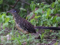 A10A4470Lesser_Roadrunner