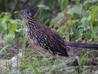 A10A4480Lesser_Roadrunner