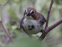 A10A4507Rusty-crowned_Ground-Sparrow