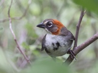 A10A4510Rusty-crowned_Ground-Sparrow