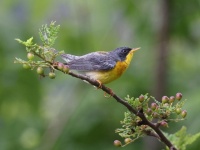 A10A4514Tropical_Parula