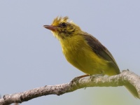 A10A4550Golden_Vireo