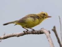 A10A4592Golden_Vireo