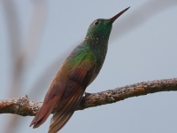 A10A4602Berylline_Hummingbird