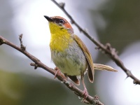 A10A4628Rufous_Capped_Warbler