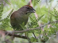 A10A4663Rusty_Sparrow