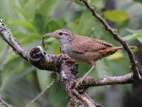 A10A4670Sinaloa_Wren