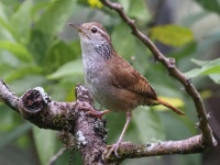 A10A4683Sinaloa_Wren