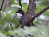 A10A4722Green-striped_Brushfinch