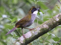 A10A4735Green-striped_Brushfinch