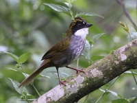 A10A4745Green-striped_Brushfinch