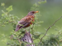 A10A4821Rufous_Backed_Robin