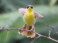 A10A4873Gray-crowned_Yellowthroat